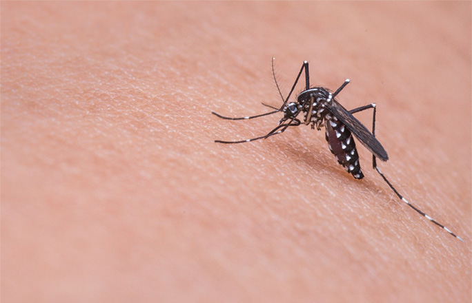 mosquitoesleftimg
